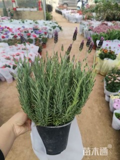 薰衣草