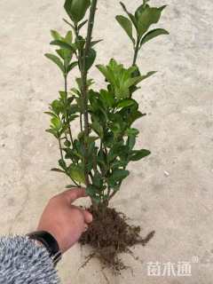 高度40厘米大叶黄杨