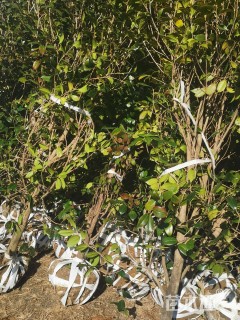 高度250厘米茶花