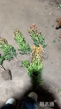 高度45厘米瓜子黄杨