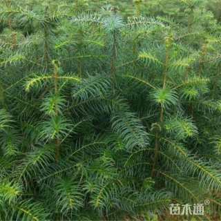 高度50厘米杉木小苗