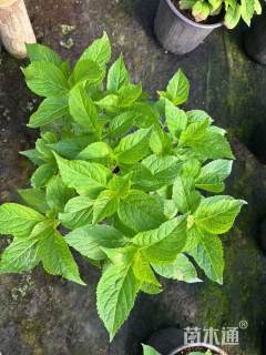 高度60厘米无尽夏绣球