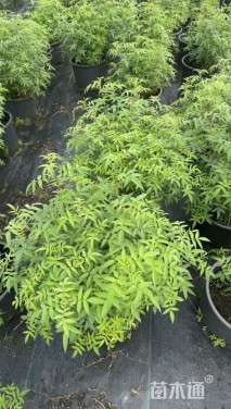 高度50厘米万寿菊