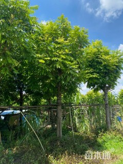 20公分人面子