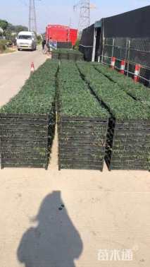 高度8厘米佛甲草