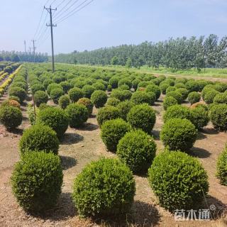 冠幅140厘米瓜子黄杨球