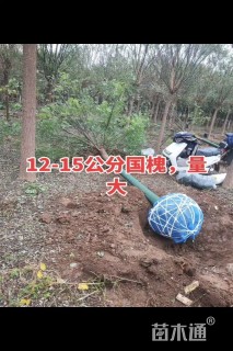 15公分国槐