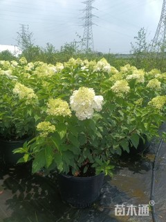 高度60厘米圆锥绣球