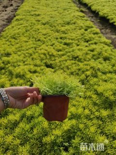 高度40厘米佛甲草