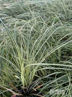 高度30厘米金叶苔草