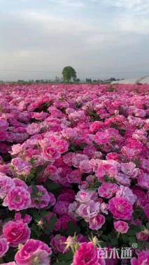 高度50厘米红帽月季