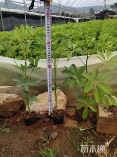 高度30厘米鸭脚木