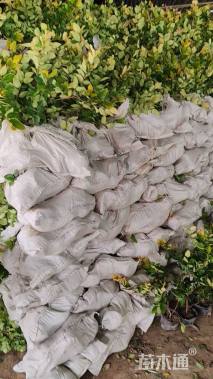 高度30厘米金森女贞