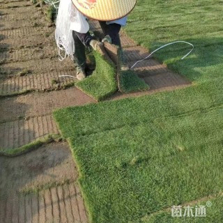 草卷状马尼拉草