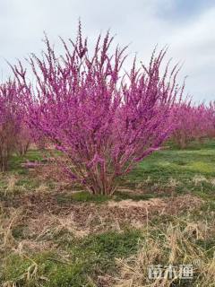 高度200厘米丛生紫荆