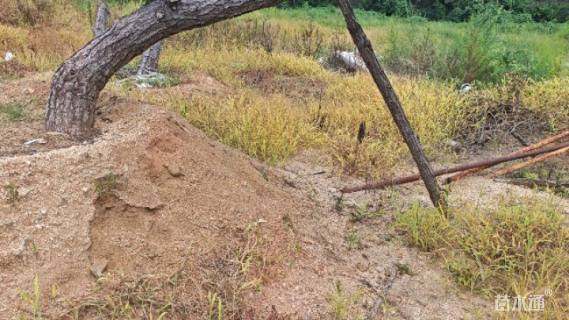 高度250厘米黑松