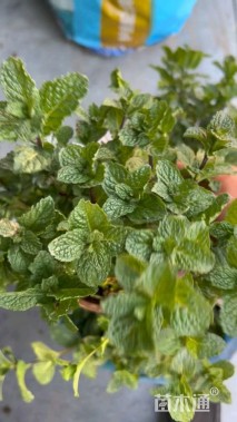 高度15厘米薄荷