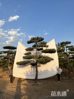 25公分造型松