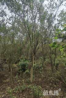 高度500厘米美国紫薇