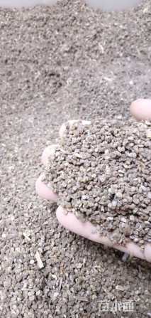 亦运林篆勿忘草种子