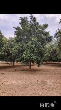 15公分大叶女贞