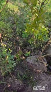 高度60厘米映山红