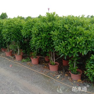 高度150厘米非洲茉莉