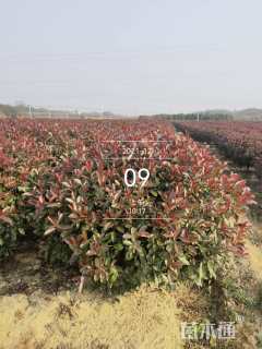 冠幅200厘米红叶石楠球