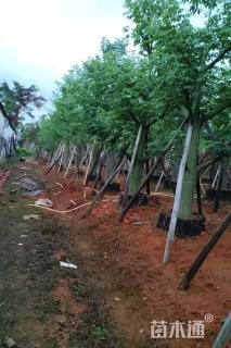 25公分大腹木棉