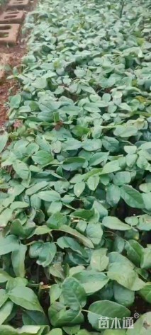 高度10厘米红帽月季