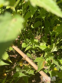 高度80厘米棣棠