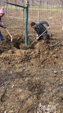 9公分美国红枫-红冠