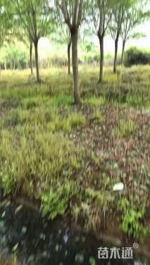 26公分高杆早樱