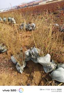 高度80厘米蓝莓