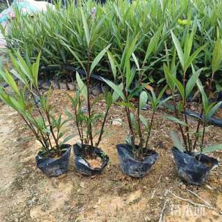 高度25厘米翠芦莉