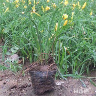 高度15厘米金娃娃萱草