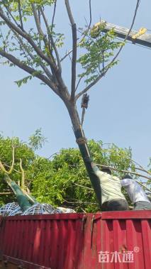 15公分黄山栾树