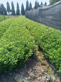 原生苗小叶栀子