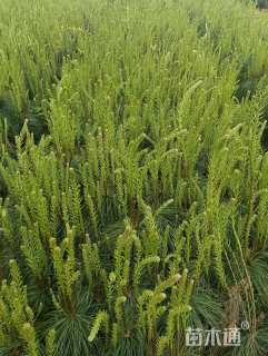 高度80厘米马尾松