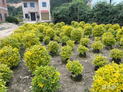 高度50厘米金叶假连翘球