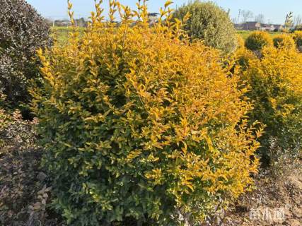 冠幅100厘米金叶女贞球