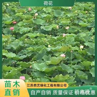 高度50厘米荷花