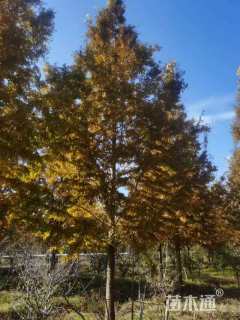 12公分金叶水杉