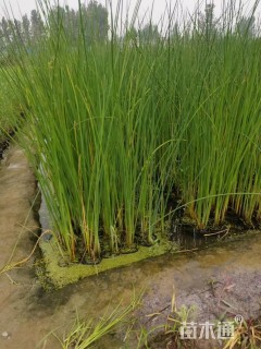 高度50厘米香蒲