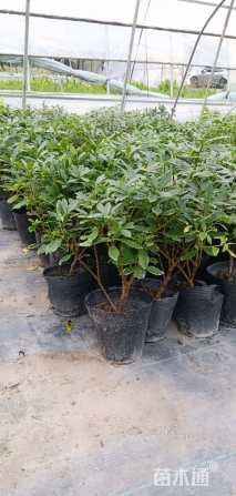 高度35厘米瑞香