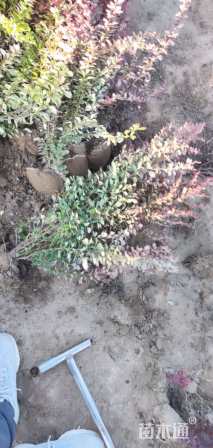 高度50厘米红叶小檗