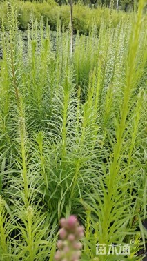 高度80厘米蛇鞭菊