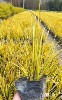 高度30厘米金叶石菖蒲