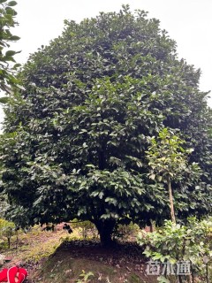 高度400厘米山茶花