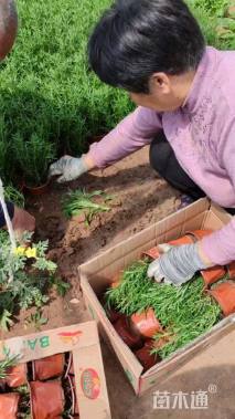 高度20厘米迷迭香